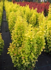 Berberys Thunberga 'Sunbeam' 